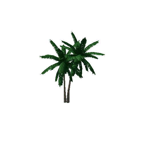 coconut palm3